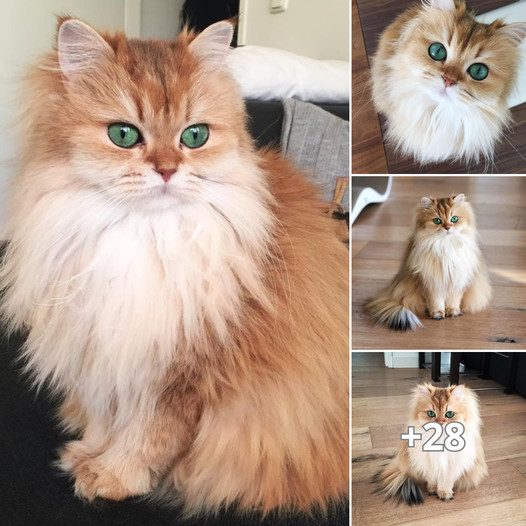 The British Long-Haired Cat: A Blend of Elegance, affection, and Timeless Beauty