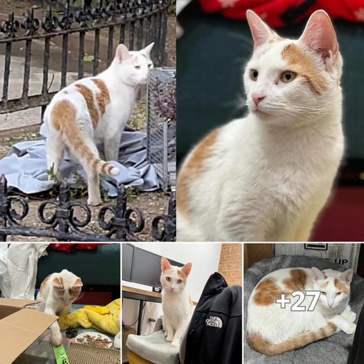 A Cat Sat Outside, Trying to get Inside a Building for Weeks Until a Couple stepped In to Help